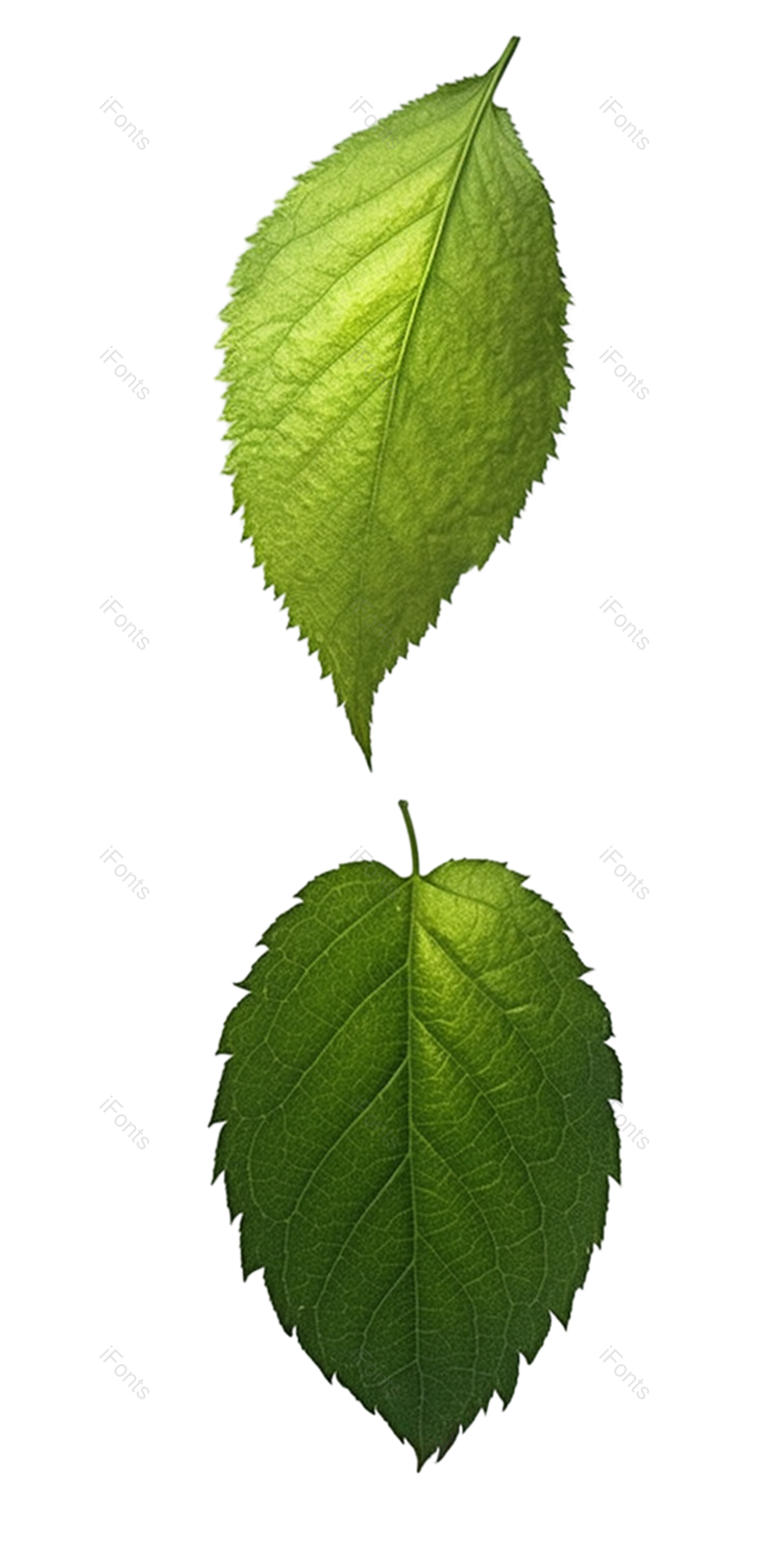 叶子图片,装饰元素,元素PNG,绿叶免抠素材